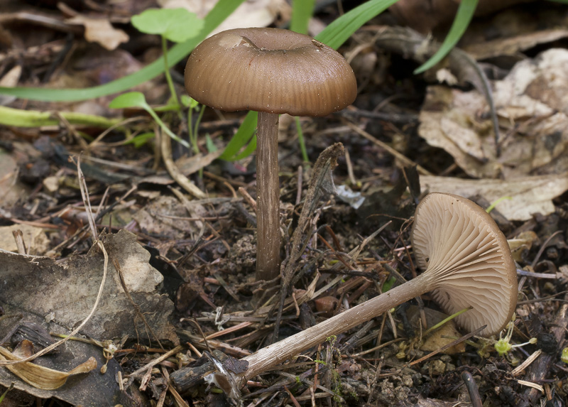 Entoloma sericeoides